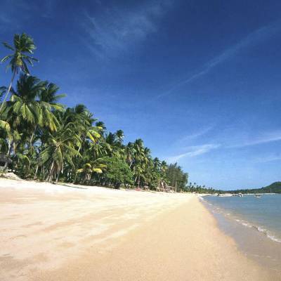 a beach with palm trees and a body of water