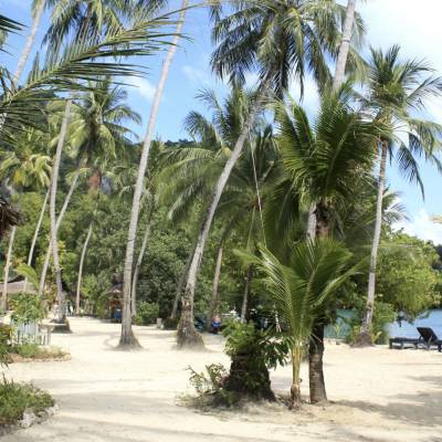 a beach with a palm tree