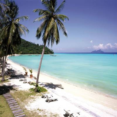 a row of palm trees on a beach near a body of water