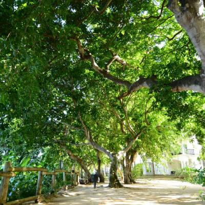 Ravenala garden