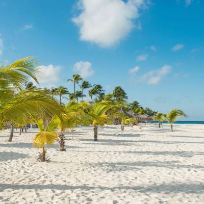 a group of palm trees on a beach