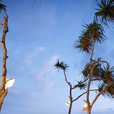 a palm tree in front of a body of water