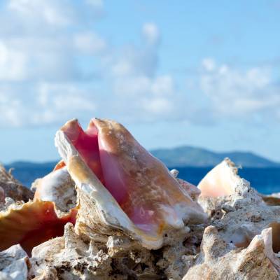 Sea shells