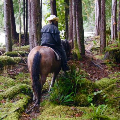 a horse standing on top of a lush green forest