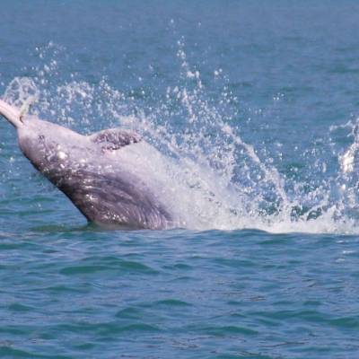 Dolphin