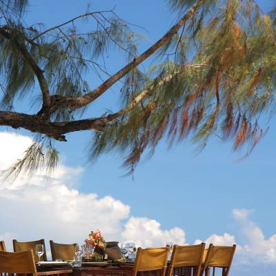 a palm tree