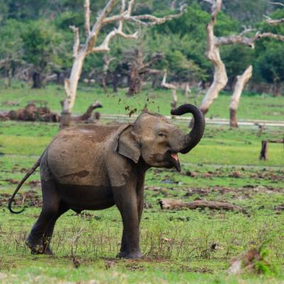 Asian Elephant in Yala