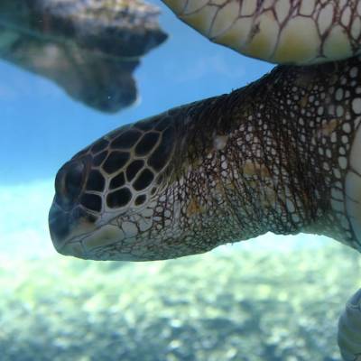 Green Sea Turtle