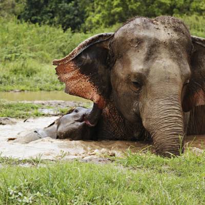 a elephant that is standing in the grass
