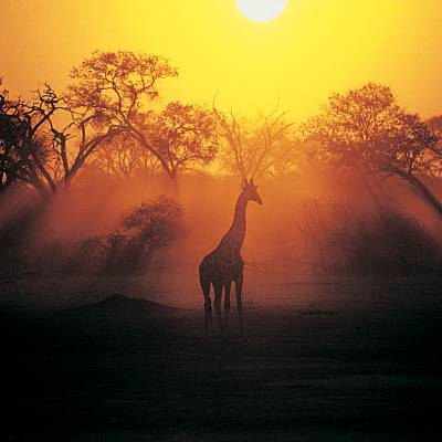 Giraffe in Botswana