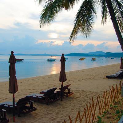 a group of palm trees on a beach near a body of water