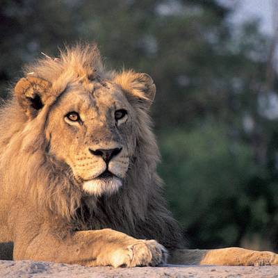 a lion looking at the camera
