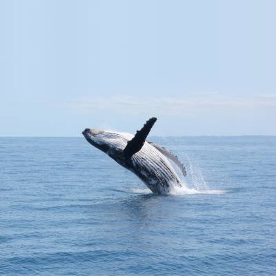 a whale jumping out of a body of water
