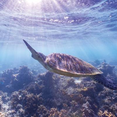 a turtle swimming under water