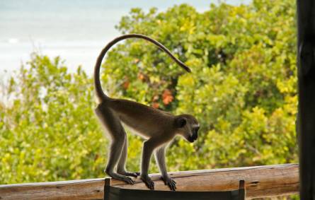 a monkey standing on top of a wooden fence