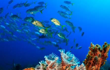 underwater view of a coral