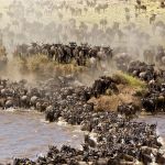 Safarireisen zur Great Migration