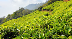 Enchanting Travels India Tours Darjeeling Tea Gardens