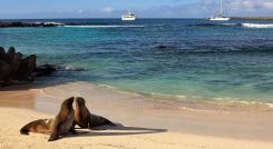 Seals on a beach on the island of Espanola in Galapagos Ecuador Tours Enchanting Travels