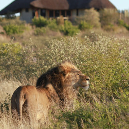 Lion at Duma Tau Camp in Central Kalahari, Botswana