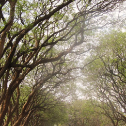 Baumgesäumte Allee in der Hauptstadt Lilongwe