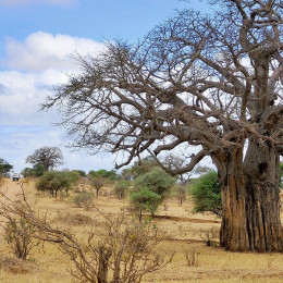 Affenbrotbaum in der trockenen Savanne von Tansania, Afrika