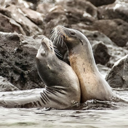 Seelöwen beim Spielen (Galapagos)
