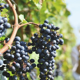 Weinreise in Chile