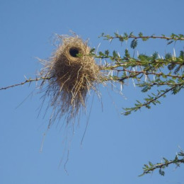 bird's nest
