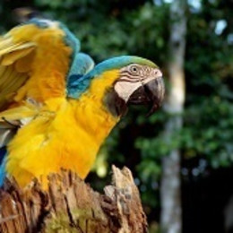 Closeup view of a scarlet macaw in Madidi National Park in the Amazon rainforest in Bolivia, South America