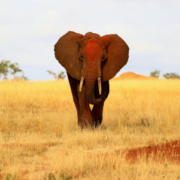 Elefant im Tsavo East Nationalpark