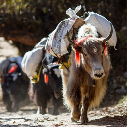 Asia Tours Yaks carrying weight in Nepal Asia