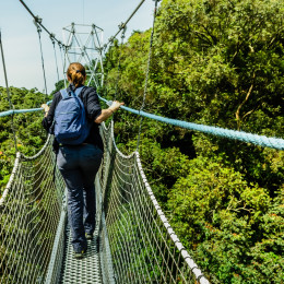 Canopy walk at Nyungwe - things to do in Rwanda