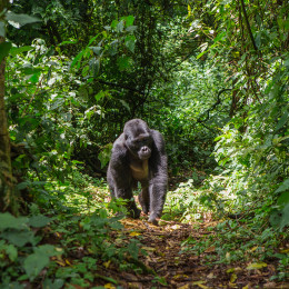 wildlife safari in Uganda