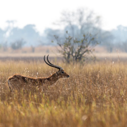 Impalas beim Gras fressen im Moremi-Wildreservat, Botswana, Afrika