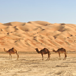 Kamele im Rub al Khali oder Empty Quarter.