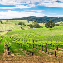 Weintal in Barossa, Südaustralien