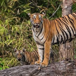 Mother-with-cubs-at-Tadoba-Andhari-Tiger-Reserve-Maharashtra-India-Asia-Enchanting-Travels