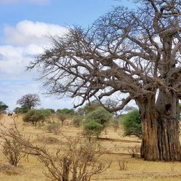 Affenbrotbaum in der trockenen Savanne von Tansania, Afrika