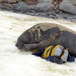 Enchanting Travels Antarctica Tours Young female elephant seal cuddling with duffel bags placed in the snow