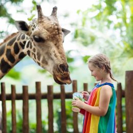 Enchanting Travels Asia Tours Singapore Tourism Children feed giraffes in tropical safari park