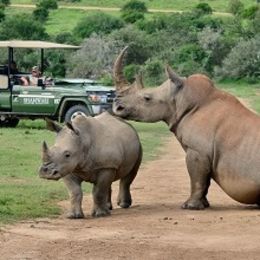 Rhinos in the Eastern Cape Game Parks, South Afrika