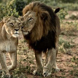 Luxury Africa Family Safari, South Africa, Cape Town