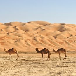 Kamele im Rub al Khali oder Empty Quarter.