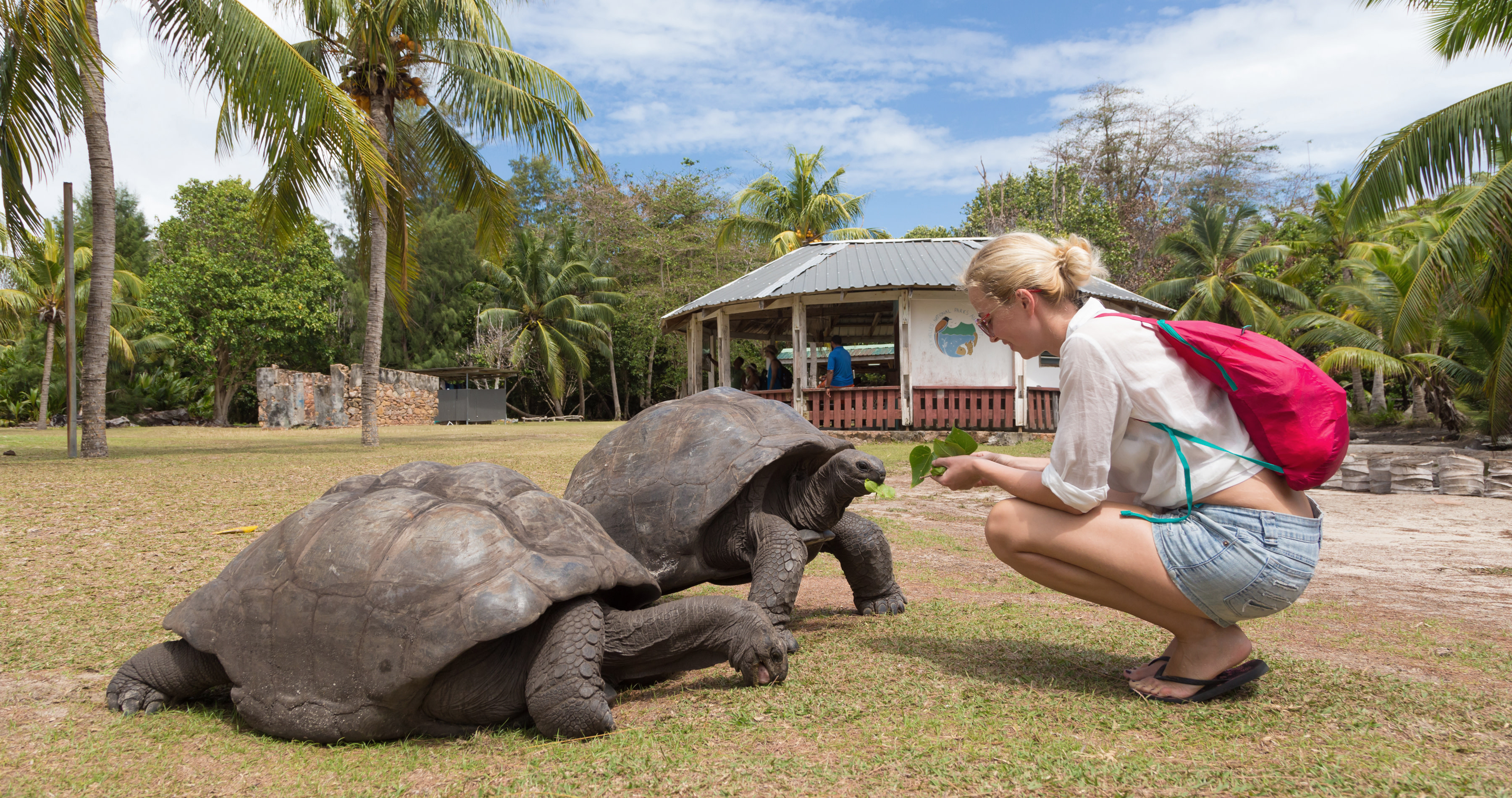 Enchanting-Travels-Africa-Seychelles-8 Seychelles safety - Female tourist woman feeding old Aldabra giant tortoises in National Marine Park on Curieuse island, Praslin, Seychelles, Africa - Seychelles travel guide