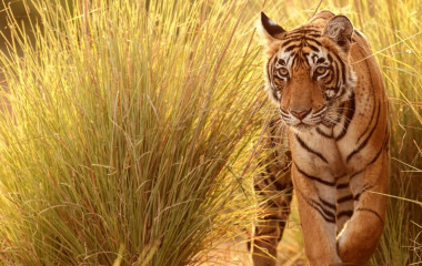 Tiger schreitet durch hohes Gras