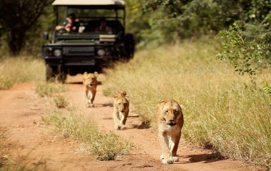 Kruger: The Best South Africa Safari Adventures
