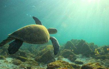 Unterwasseraufnahme einer Meeresschildkröte bie den Galapagos-Inseln, Ecuador
