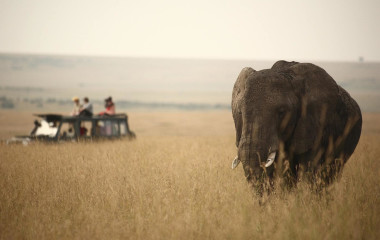 Elefant in Kenias Savanne, im Hintergrund ein Safari-Geländewagen