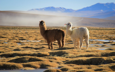 Zwei Lamas stehen im weiten Grasland des Altiplano in Bolivien